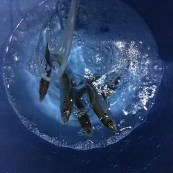 夕方にサビキでアジを釣る